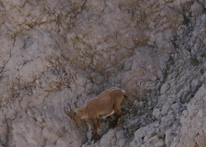 Genzianella Rocca Pietore